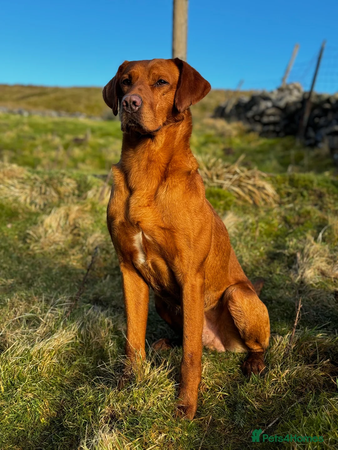 Labrador Retriever dogs for stud: 🔸DARK RED WORKING STUD KC & FULLY HEALTH TESTED🔸 in Hawes - Advert 8