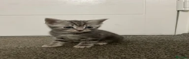 American Shorthair Kitten 3
