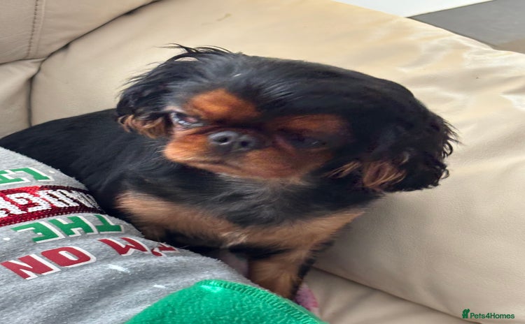 King Charles Spaniel dogs - Advert 2
