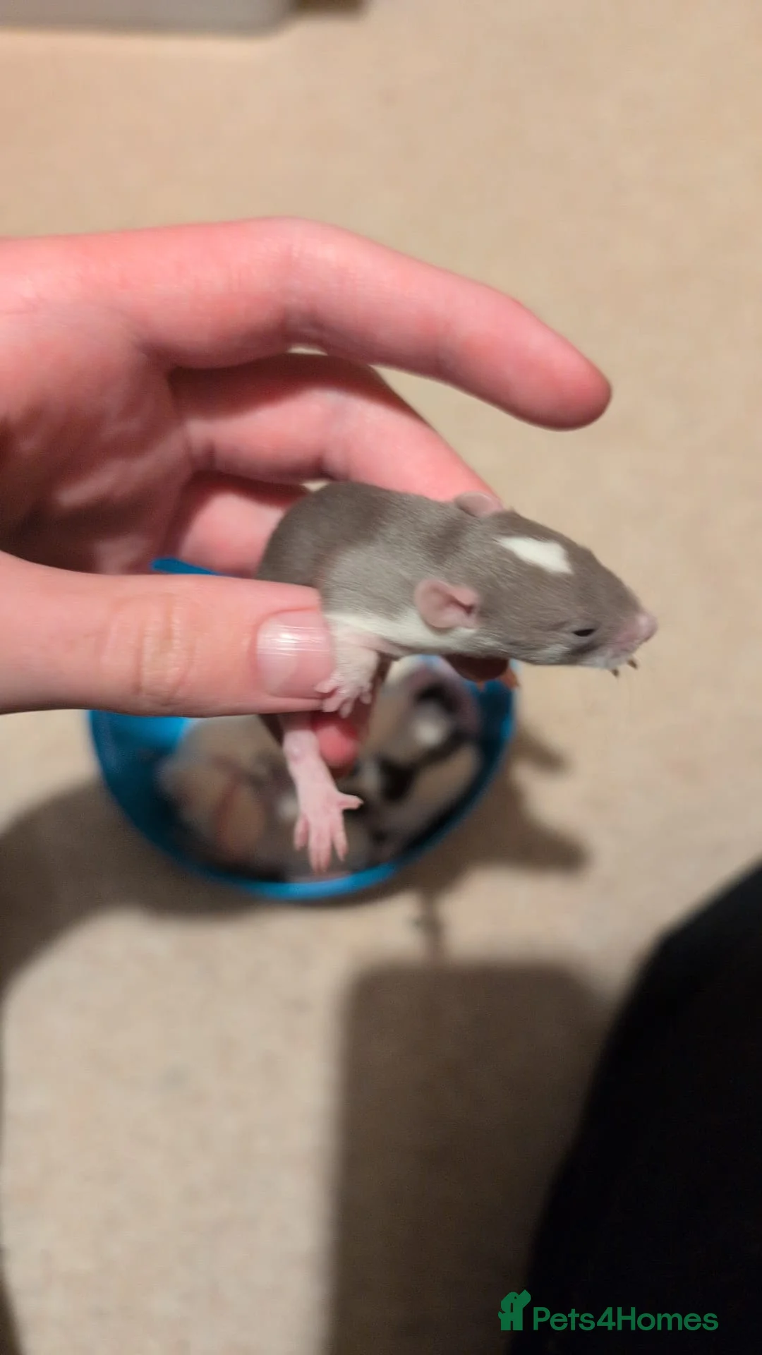 Rat rodents for sale: Multiple different Breeds, hand tame rats - Advert 13