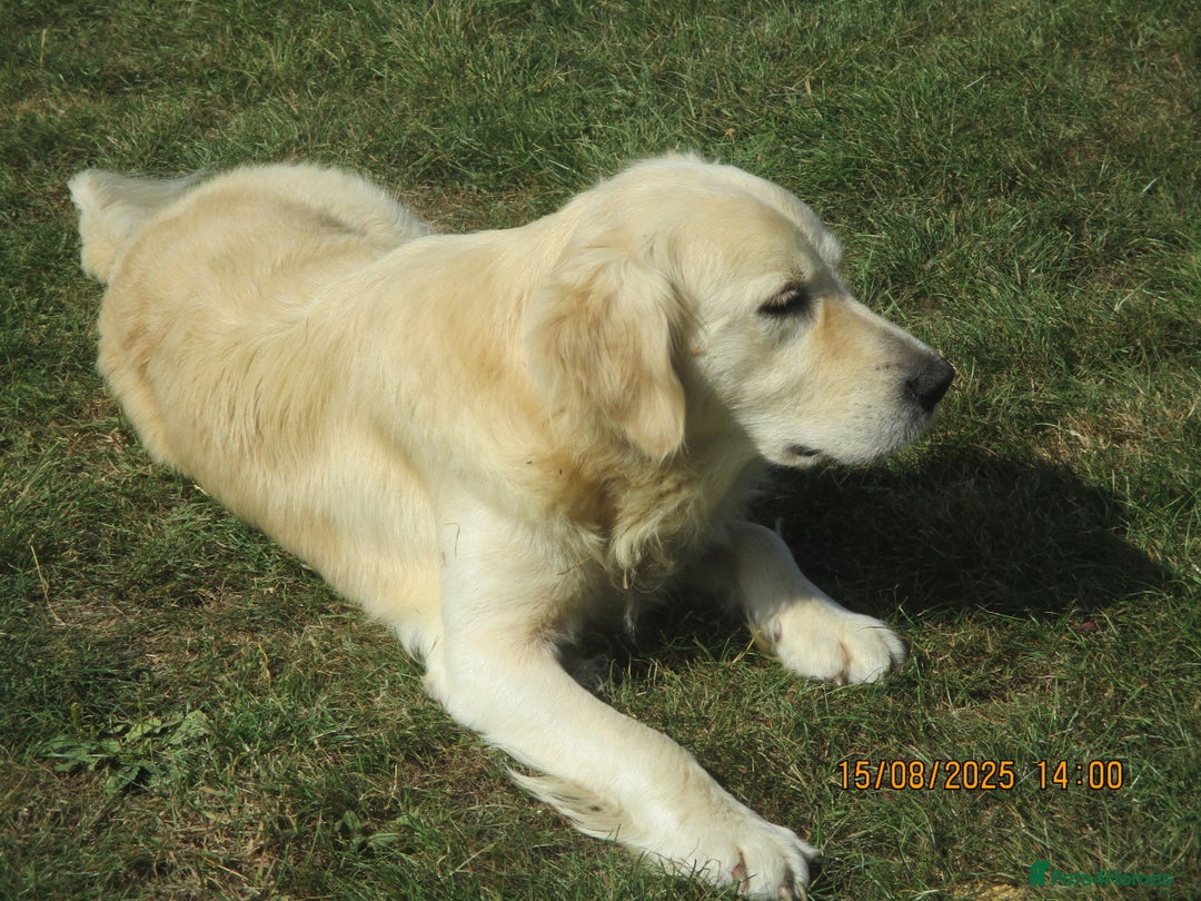Golden Retriever dogs for sale: kc reg golden retriever puppies - Image 3
