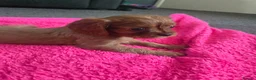 Cavalier King Charles Spaniel dogs for sale: Beautiful pups - Advert 19