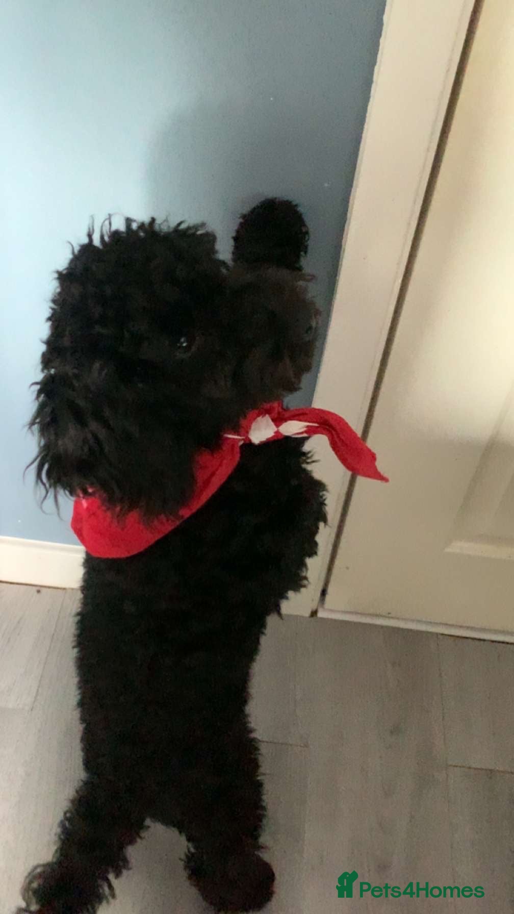 Cockapoo dogs Trying to breed my black miniature cockapoo  - Advert 13