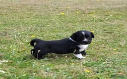 Mixed Breed dogs for sale: Spaniel Collie Cross Puppies  - Image 21