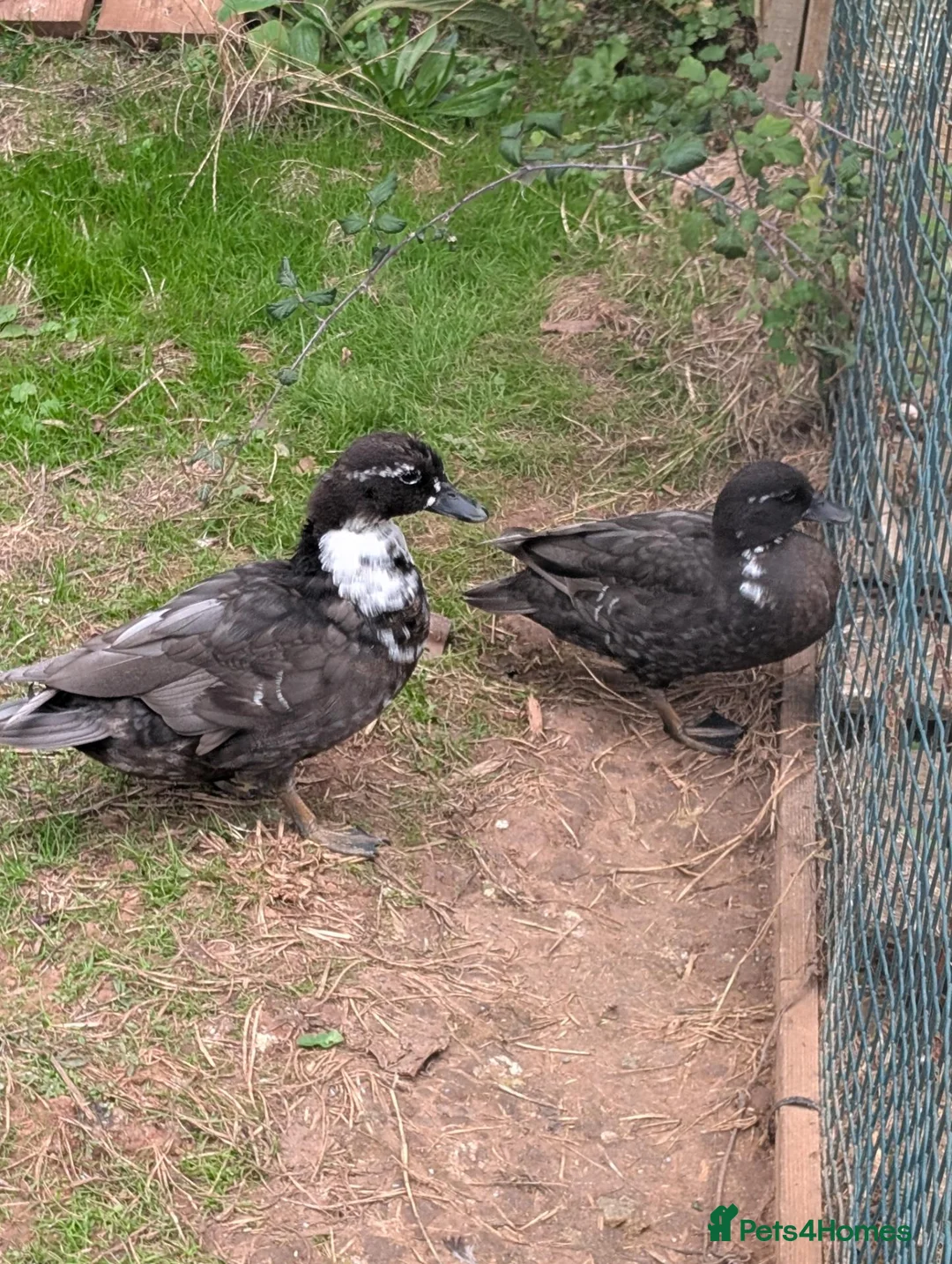 Ducks poultry for sale: Call Ducks (pair) - Advert 1