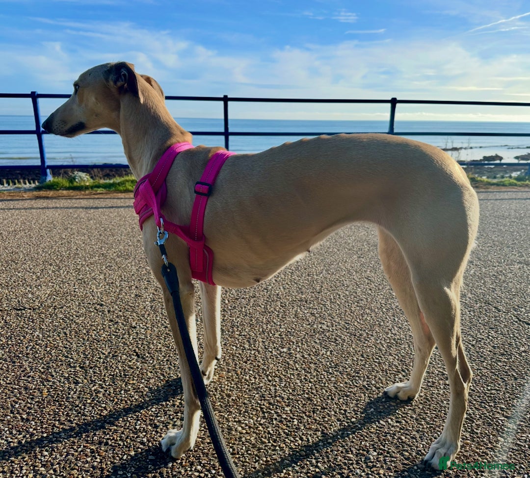 Mixed Breed dogs for sale: 4 year old lurcher for sale  - Advert 4