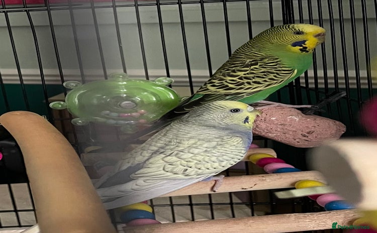 Budgerigars birds - Advert 3