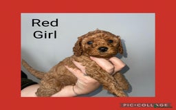 Cavapoo dogs for sale: Beautiful Cavapoo Puppies – 7 Girls & 4 Boys  - Image 4