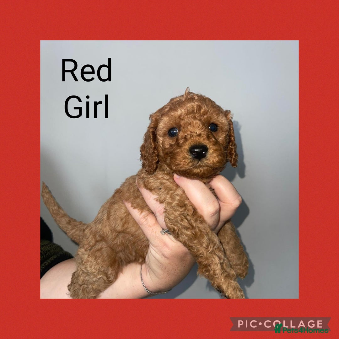 Cavapoo dogs for sale: Beautiful Cavapoo Puppies – 7 Girls & 4 Boys  - Image 4