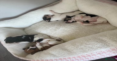 Jack Russell dogs - Advert 1
