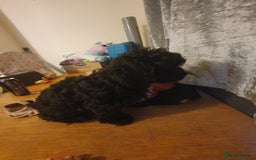 Shihpoo dogs for sale: Shihpoo puppy for sale  - Advert 7