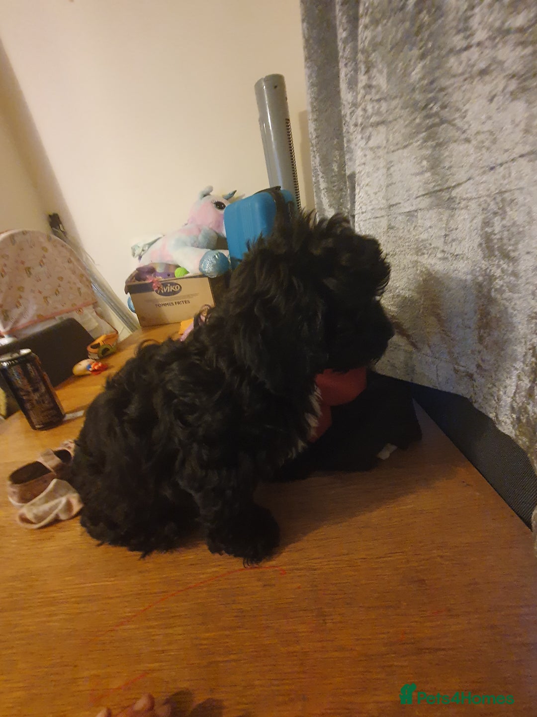 Shihpoo dogs for sale: Shihpoo puppy for sale  - Advert 7