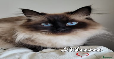 Siberian cats - Advert 15