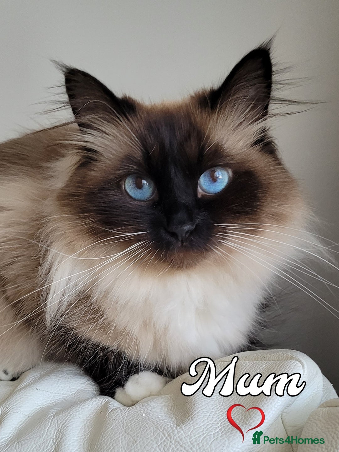 Siberian cats for sale: Champion blood, 5Generation pedigree kittens - Image 2