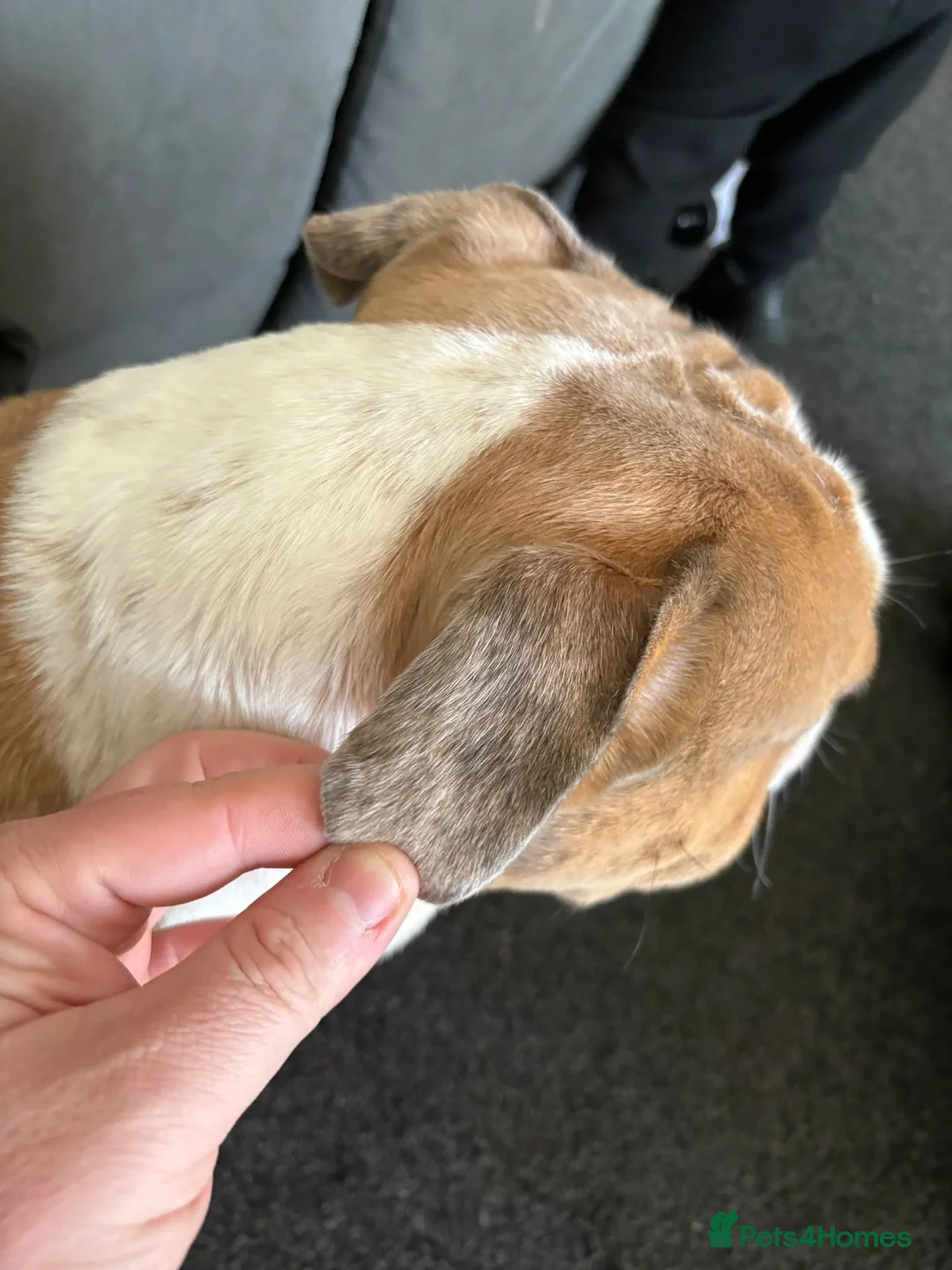 English Bulldog dogs for stud: Unproven male English Bulldog DWKC registered  - Advert 7