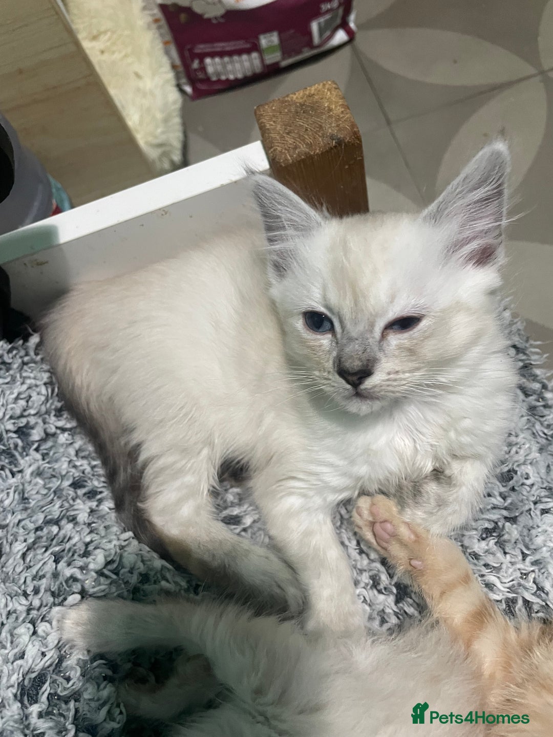 Ragdoll cats for sale: Beautiful ragdoll kittens  - Advert 14