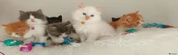 Ragdoll cats for sale: £Negotiable Beautiful cross Ragdoll/Persian😻😻😻 - Advert 13