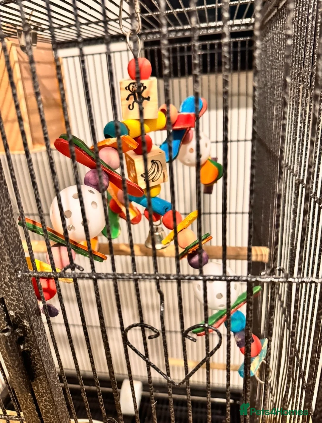 Budgerigars birds for sale: Beautiful Budgies for Sale - Advert 6