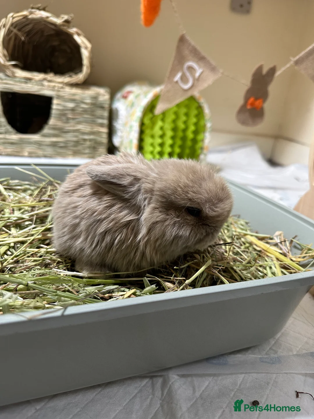 Mini Lop rabbits for sale: Mini Lop boy for sale  - Advert 2