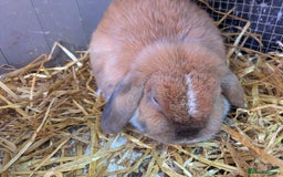 Mini Lop rabbits for sale: Lovely female rabbit seeking a new home  - Image 2
