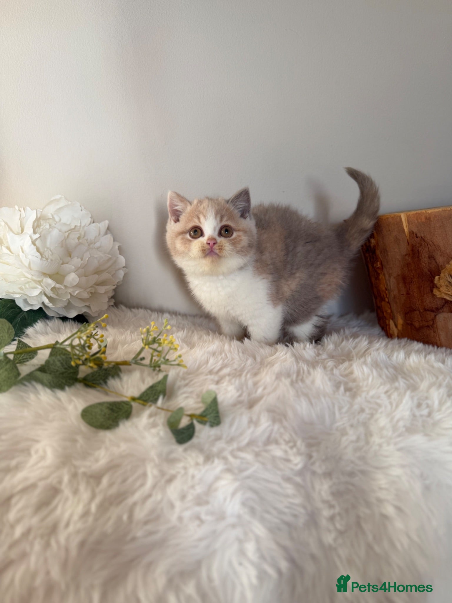 British Shorthair cats Full Pedigree/Registered BSH from £995 - Advert 2