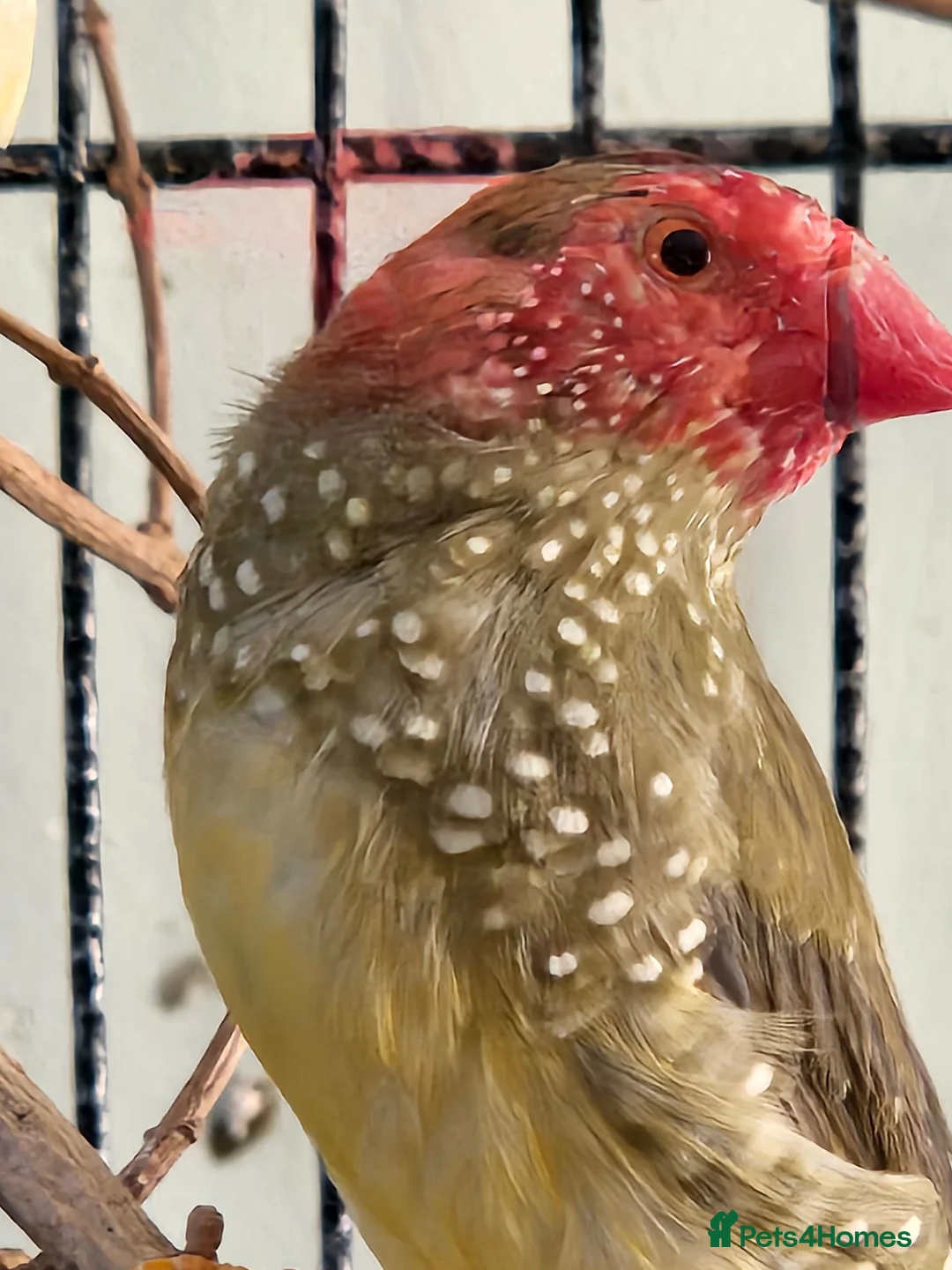 Finches birds for sale: 2 male star finches and 1 male cutthroat  - Advert 3