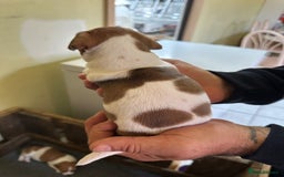 Jack Russell dogs for sale: Socialization jack russell terriers - Image 7