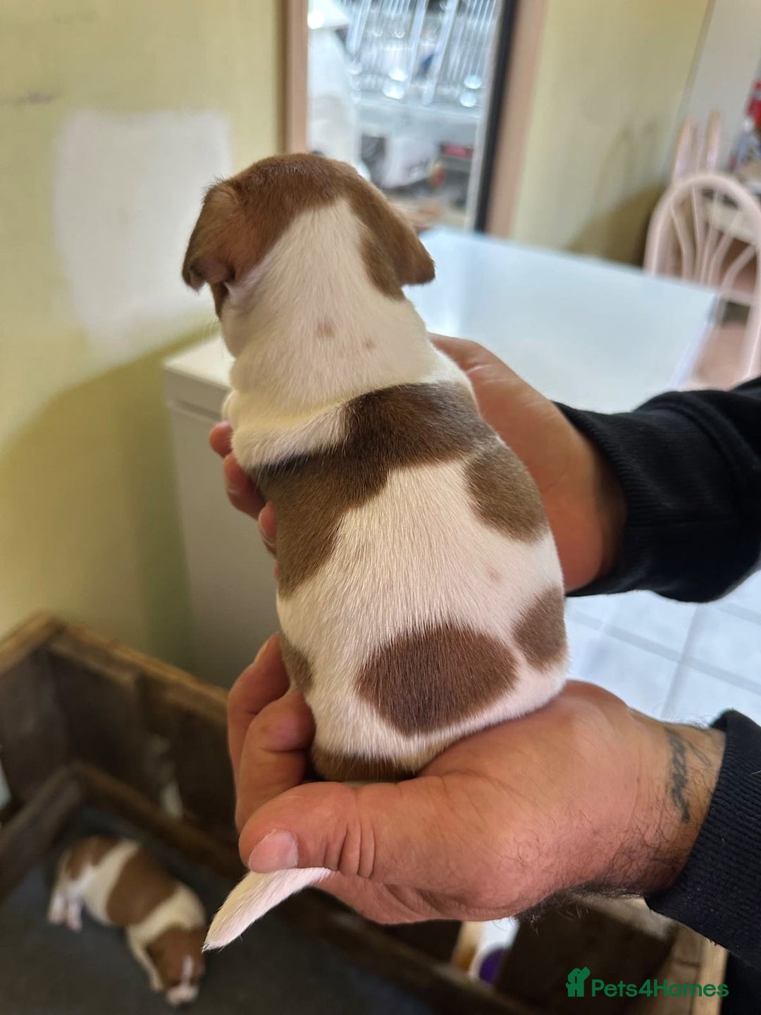 Jack Russell dogs for sale: Socialization jack russell terriers - Image 7