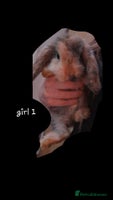 Mini Lop rabbits - Advert 5