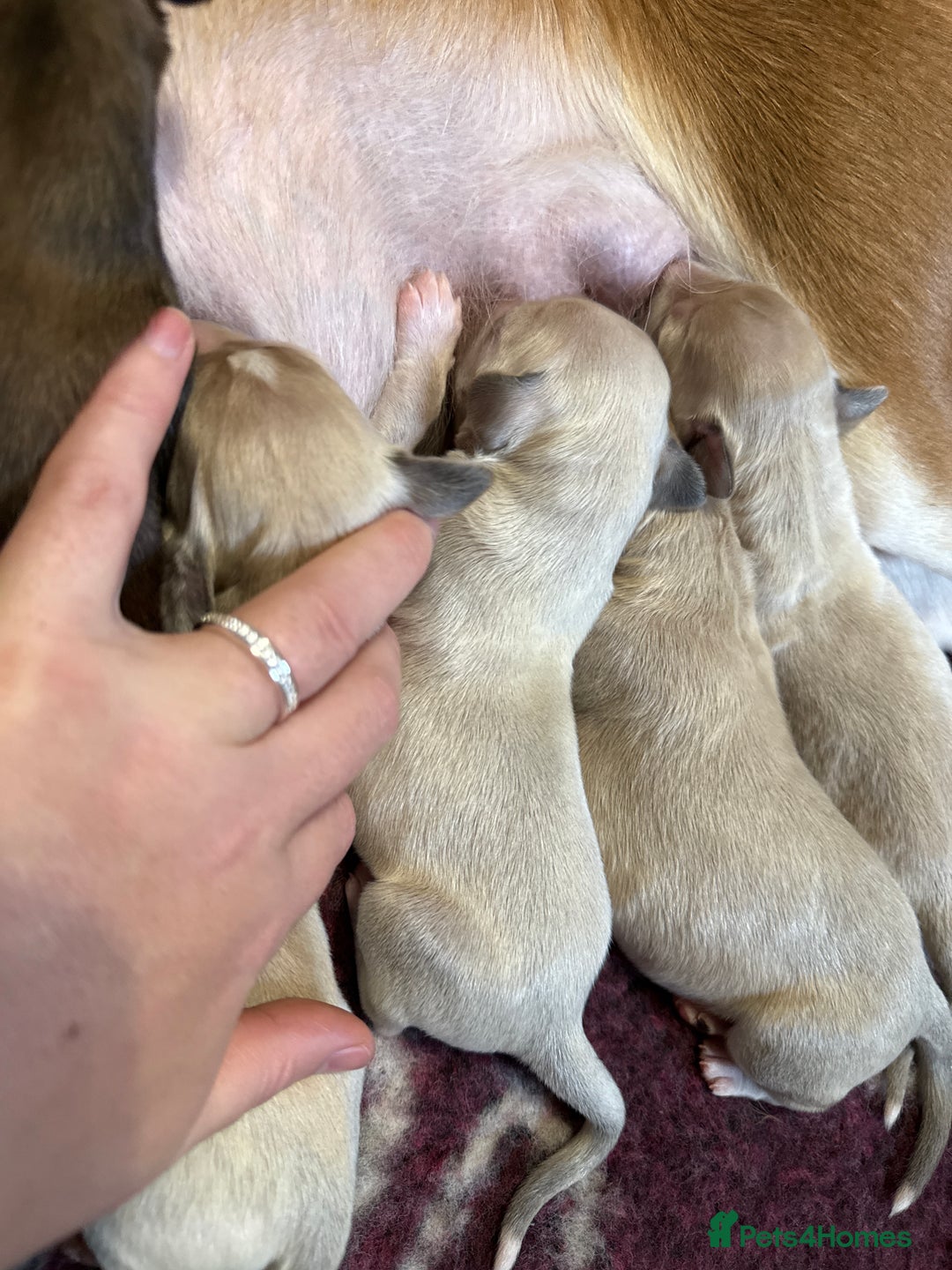 Saluki dogs for sale: Beautiful Saluki  - Image 33