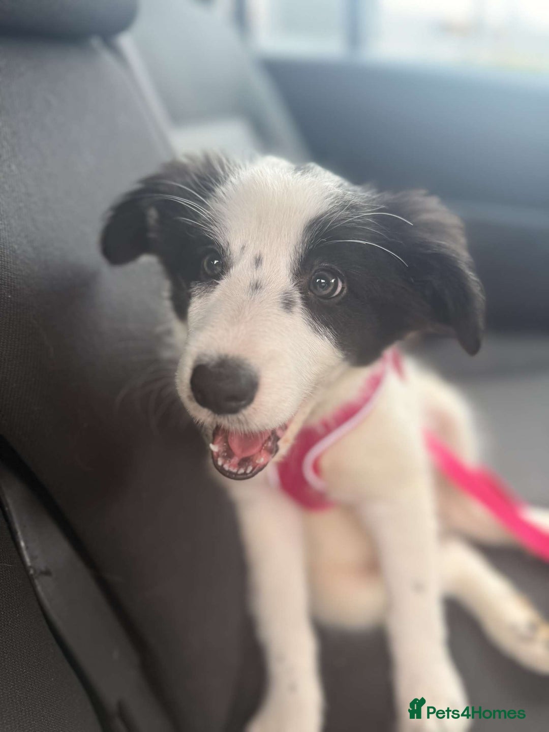 Border Collie dogs for sale: Adorable Female Border Collie Puppy!  - Image 3