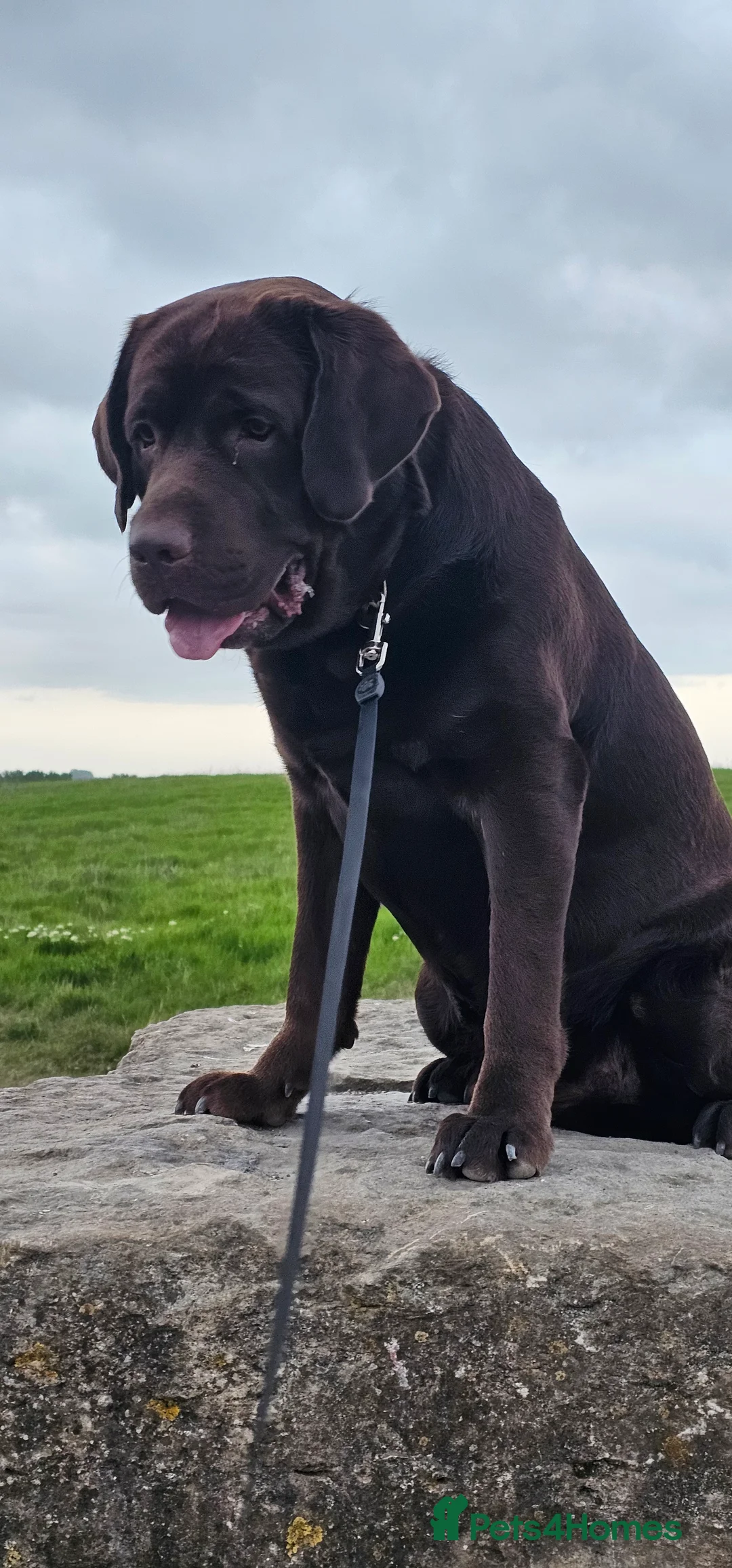 Labrador Retriever dogs for stud: Mr. Aj - Advert 10