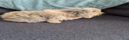 Mini Lop rabbits for sale: 4 x Mini Lion Lop 2 born June 2 born July  - Advert 9
