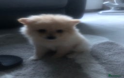 Pomeranian dogs for sale: Pomeranian 2girl2 boys  - Image 10