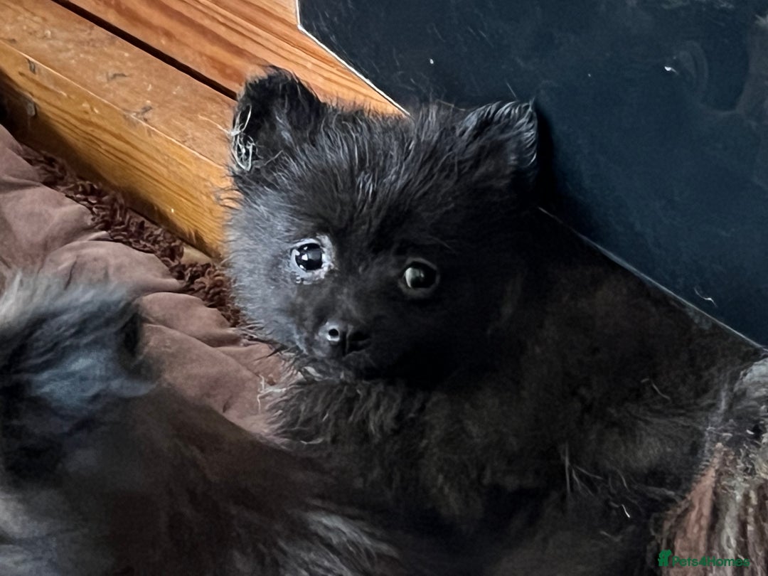 Pomeranian dogs for sale: 2 fluffy Pomeranians 1 boy 1 girl  - Image 3