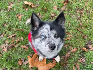 Pomsky dogs Urgent rehoming needed - Advert 3