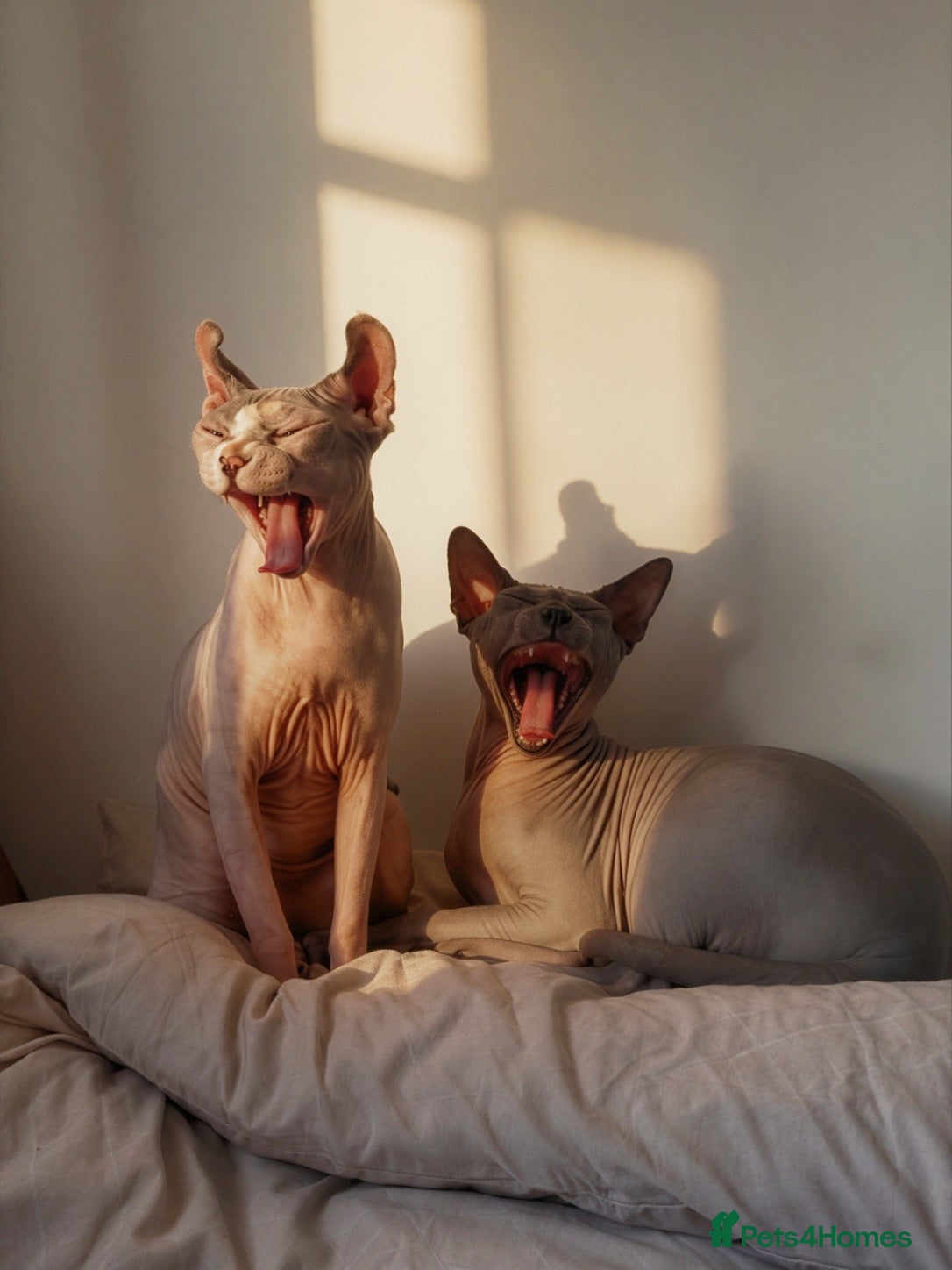 Sphynx cats TWO SPHYNX CATS LOOKING FOR A NEW HOME - Advert 4