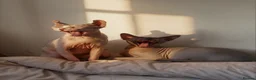 Sphynx cats for sale: TWO SPHYNX CATS LOOKING FOR A NEW HOME - Advert 2