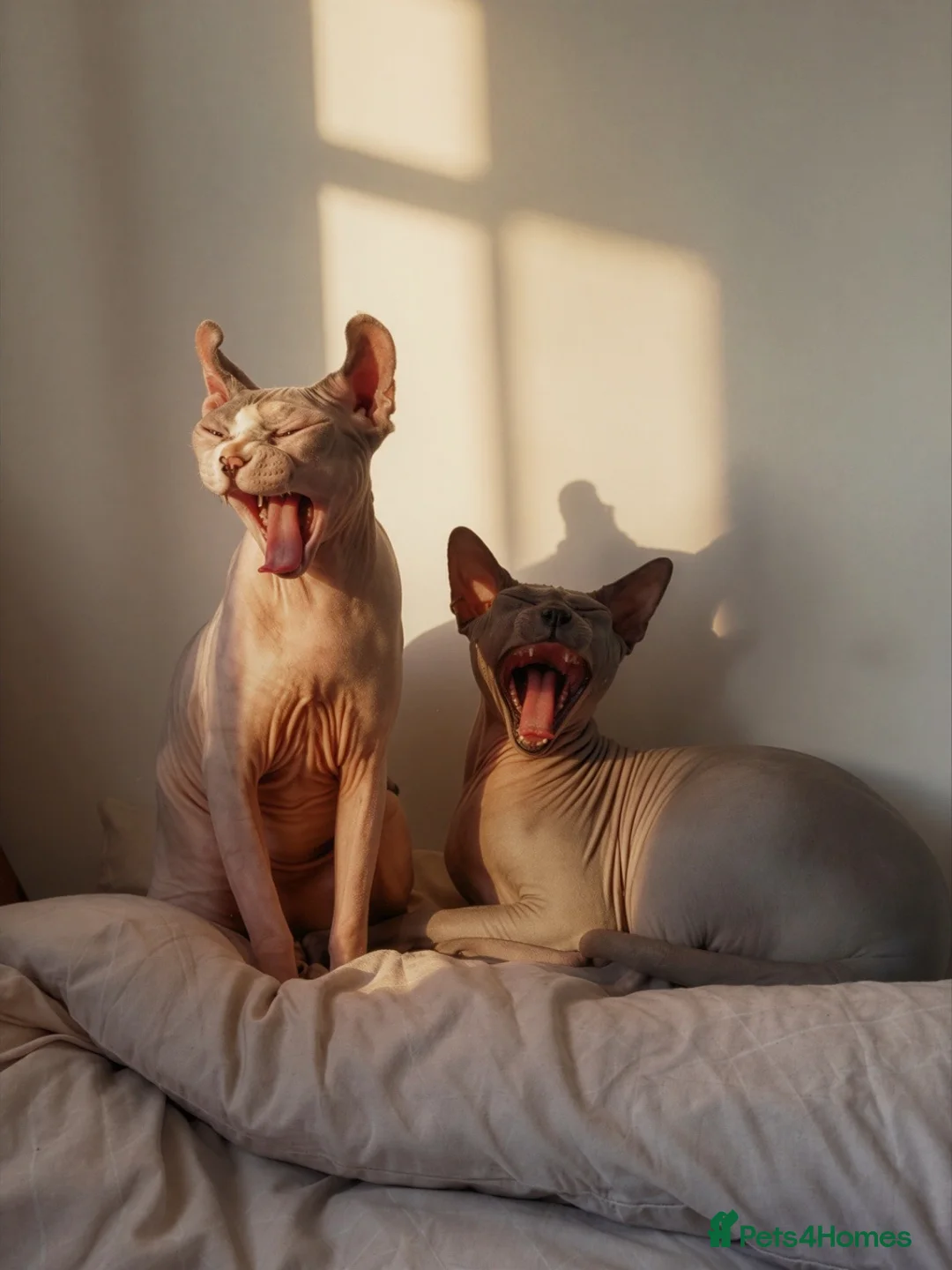 Sphynx cats for sale: TWO SPHYNX CATS LOOKING FOR A NEW HOME - Advert 2