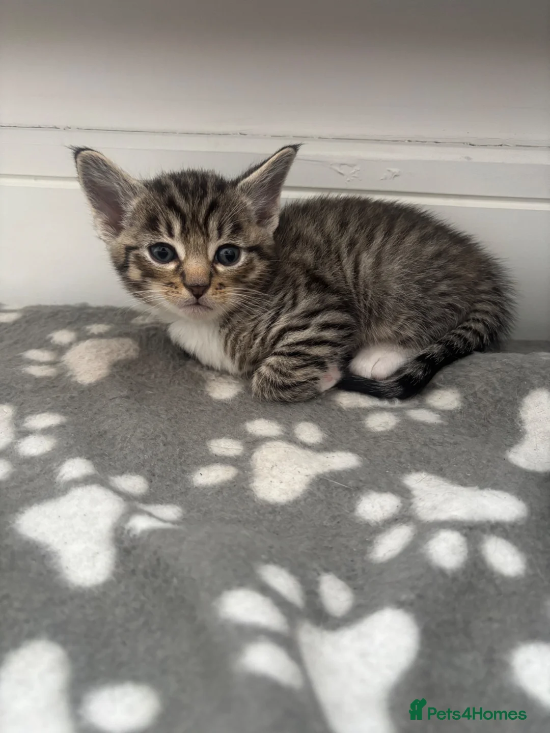Mixed Breed cats for sale: Kittens - Advert 2