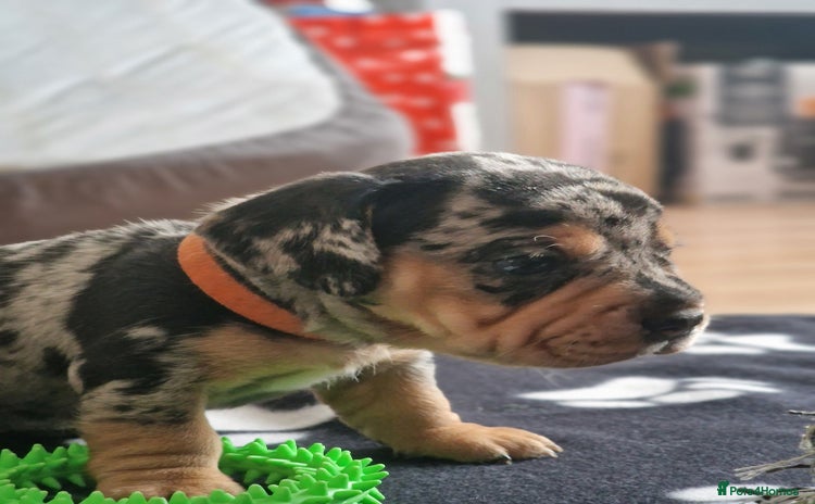 Mixed Breed dogs - Advert 11