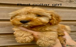 Cockapoo dogs for sale: Beautiful f1 Cockapoo puppies - Image 6