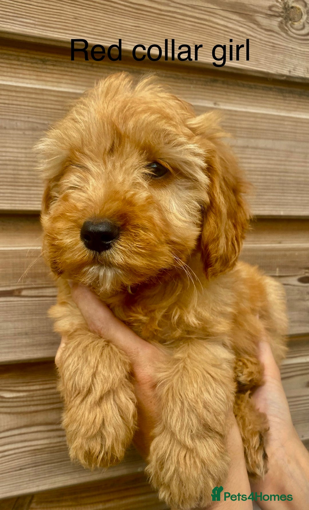Cockapoo dogs for sale: Beautiful f1 Cockapoo puppies - Image 6