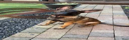 Belgian Shepherd Dog dogs for sale: KC Reg Belgian Malinois puppy - Advert 1