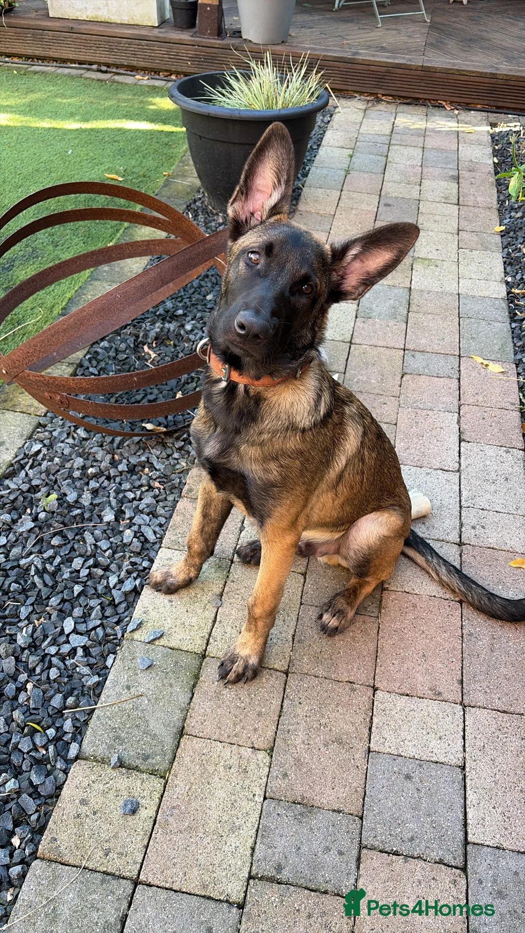 Belgian Shepherd Dog dogs for sale: KC Reg Belgian Malinois puppy - Advert 1