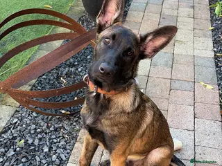 Belgian Shepherd Dog dogs KC Reg Belgian Malinois puppy - Advert 1