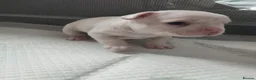 French Bulldog dogs for sale: french bulldog puppies - Advert 2