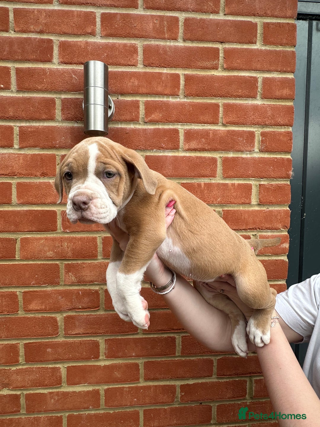 Olde English Bulldogge dogs for sale: OLDE ENGLISH BULLDOGGE PUPPIES in Epping - Image 7