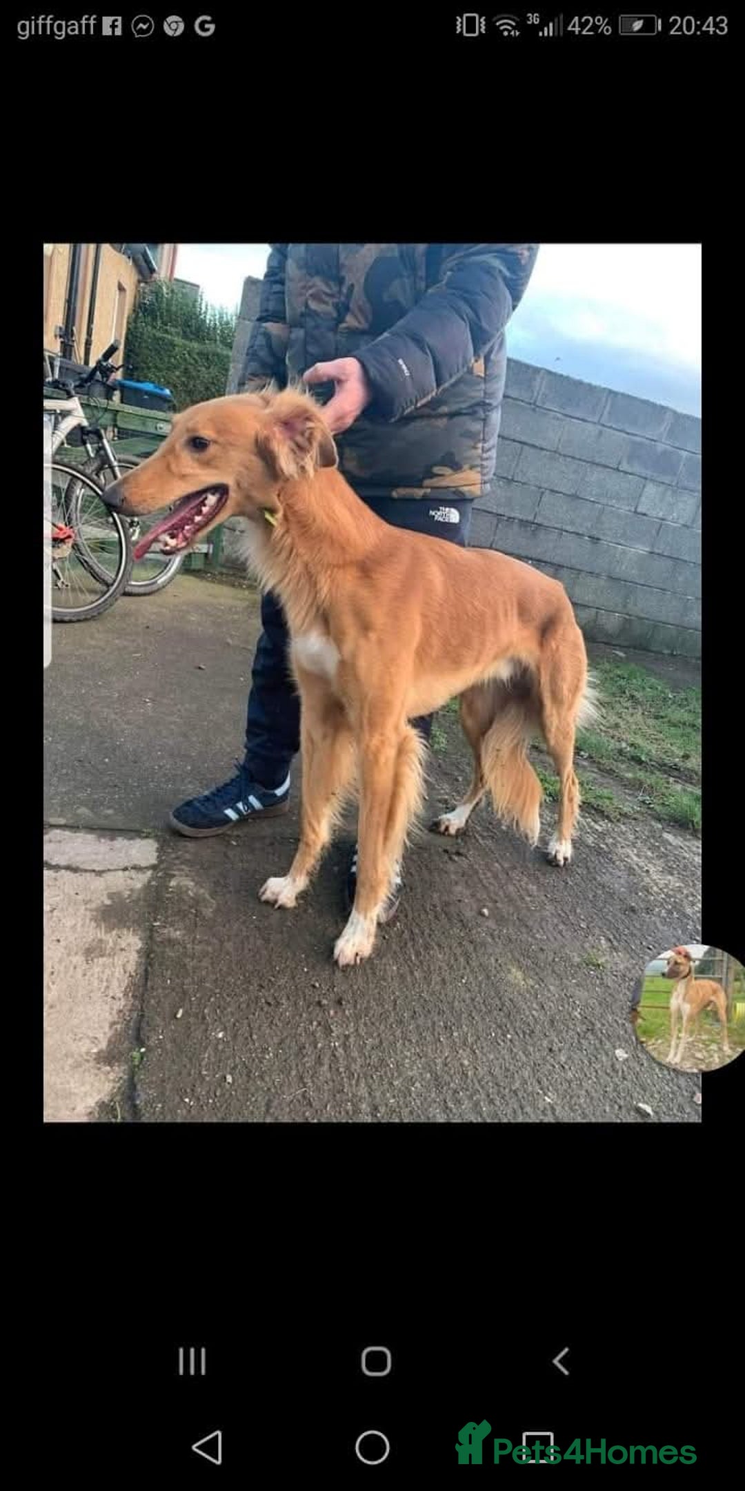 Mixed Breed dogs for sale: 3 tan girls remaining  - Image 9