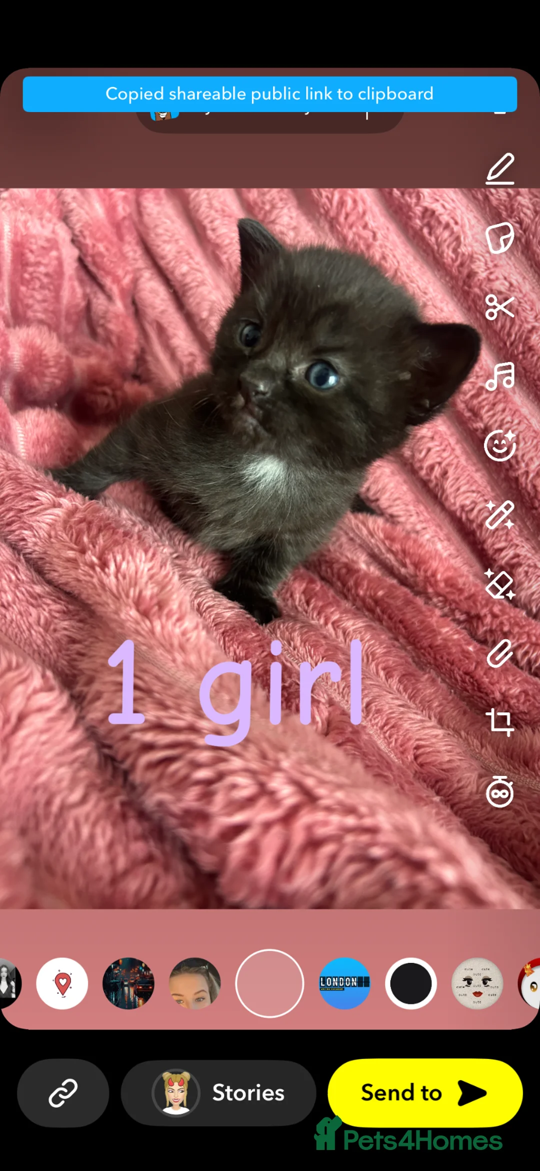 Mixed Breed cats for sale: Female kitten ready  - Advert 2